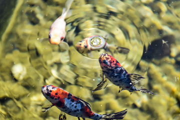 Teichfische mit einer Wasservibration