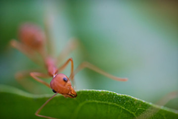 Ants macro on green leaves