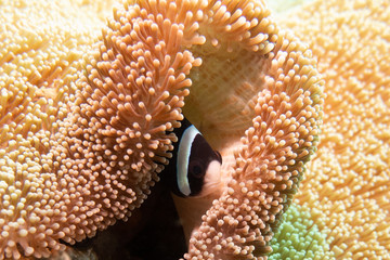 Anemonenfisch