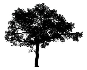Silhouette tree isolated on a white background. Clipping path included