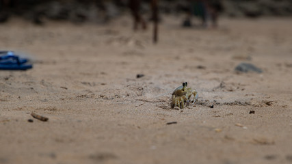 crab 4