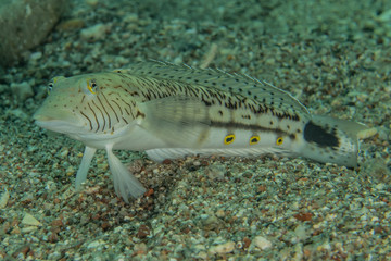 Fish swim in the Red Sea, colorful fish, Eilat Israel