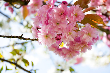 Branch with pink blossoms bright background