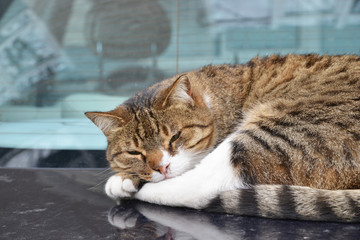 cat lying on car