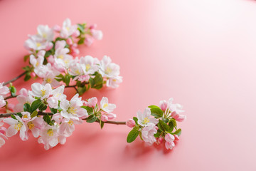 Fototapeta na wymiar Sakura blooming, spring flowers on a pink background with space for a greeting message. The concept of spring and mother's day. Beautiful delicate pink cherry flowers in springtime
