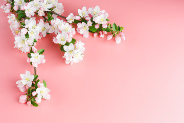 Sakura blooming, spring flowers on a pink background with space for a greeting message. The concept of spring and mother's day. Beautiful delicate pink cherry flowers in springtime