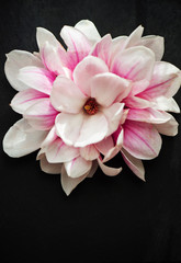Pink magnolia sumptuous blossom isolated on black backroung