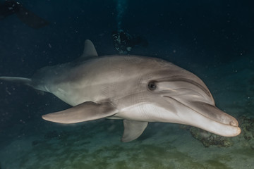 Dolphin swimming with divers in the Red Sea, Eilat Israel