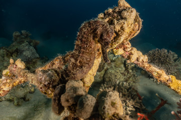 Sea ​​horse in the Red Sea Colorful and beautiful, Eilat Israel