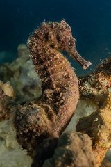 Sea ​​horse in the Red Sea Colorful and beautiful, Eilat Israel