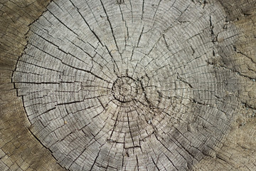 annual rings on the cut of the old gray stump
