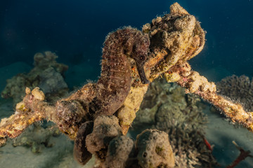 Sea ​​horse in the Red Sea Colorful and beautiful, Eilat Israel