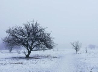 Winter trees shrouded in mist