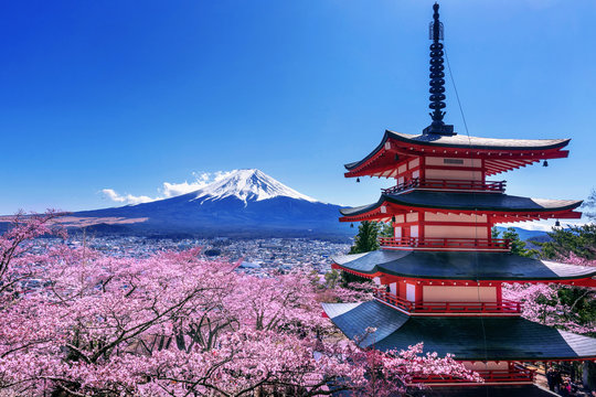 Cherry blossoms in spring, Chureito pagoda and Fuji mountain in Japan.
