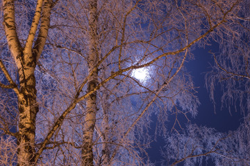 Moon in a birch grove