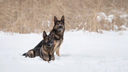 German shepherd dogs on a snow