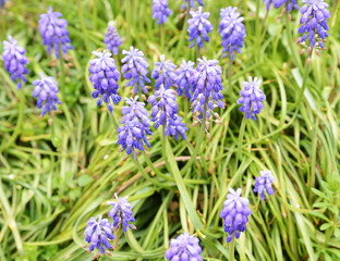 blue flowers in the garden