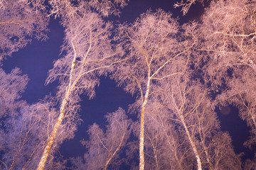 Look up in birch grove