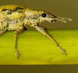 Gold Dust Weevil hypomeces squamosus fabricius (Arthropoda Insecta Coleoptera Curculionidae Entiminae Tanymecini Piazomiina Hypomeces squamosus)