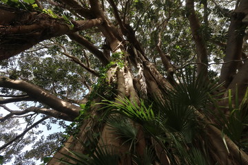 Esemplare di albero monumentale