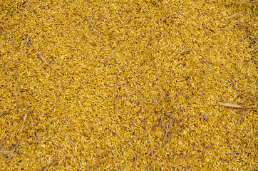 Rice golden.