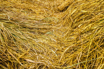 Rice golden.