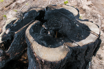 The stump of the burned down old cut tree costs burned down in the middle of a glade on which cutting down of the wood is made.