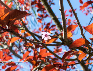 Red leaves pink flower