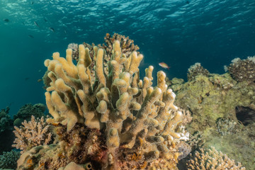 Coral reefs and water plants in the Red Sea, Eilat Israel