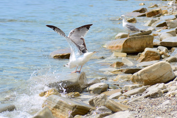 A seagull sits on the coastal stones spreading its wings. The wave hits the shore. Sea spray. Concept - vacation at sea