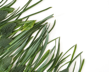 Fototapeta premium Green flower leaves on white background . Botanical composition with copy space