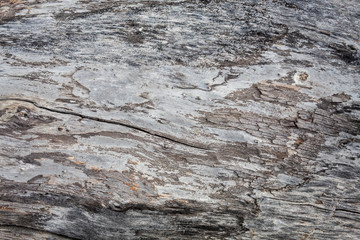 Old Wood Texture