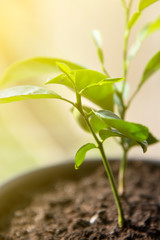 Young citrus sprout. Grow your own plant. Lemon, tangerine plant in pot, indoor decorative plant.
