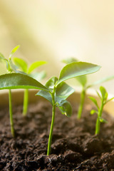 Young citrus sprout. Grow your own plant. Lemon, tangerine plant in pot, indoor decorative plant.