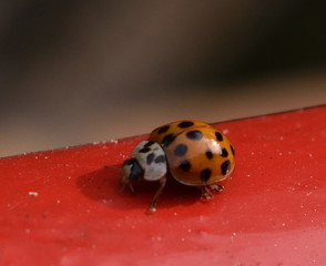 Coccinelle qui se promène sur une rembarde