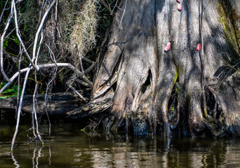 Base of Cypress Tree