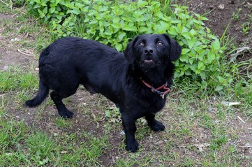 little black dog