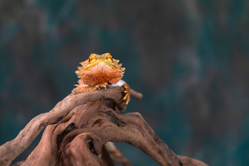 Bearded dragon (Pogona) - closeup with selective focus