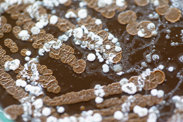 Backgrounds of Characteristics and Different shaped Colony of Bacteria and Mold growing on agar plates from Soil samples for education in Microbiology laboratory.