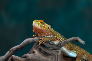 Bearded dragon (Pogona) - closeup with selective focus