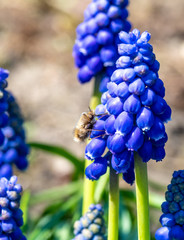 owad bujanka większa zwana koliberkiem na kwiatach © Henryk Niestrój
