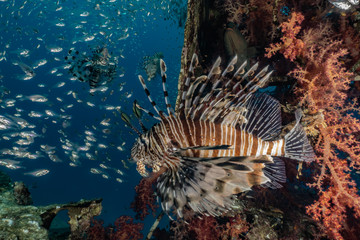 Lion fish in the Red Sea colorful fish, Eilat Israel