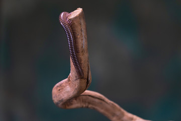 Millipede (Diplopoda) on wooden branch - closeup with selctive focus