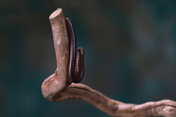 Millipede (Diplopoda) on wooden branch - closeup with selctive focus