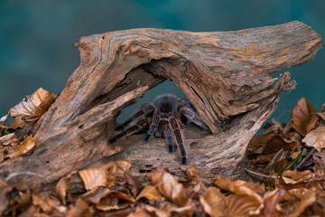 Chilean hair rose tarantula (Grammostola rosea) - closeup with selective focus