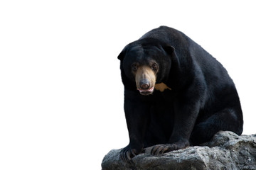 Sun bear