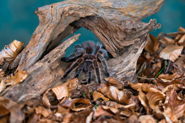 Chilean hair rose tarantula (Grammostola rosea) - closeup with selective focus