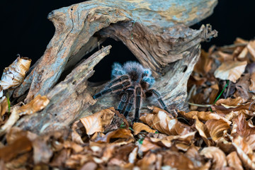 Chilean hair rose tarantula (Grammostola rosea) - closeup with selective focus