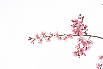 Obraz na płótnie Canvas Cherry blossom in spring for background or copy space for text