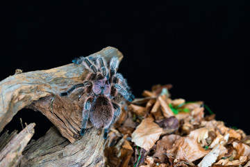 Chilean hair rose tarantula (Grammostola rosea) - closeup with selective focus
